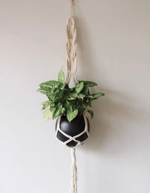Image of Braiding plant hanger