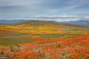 Antelope Valley Springtime
