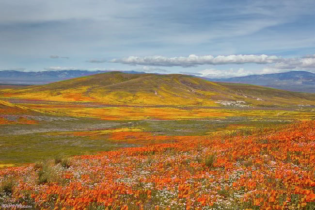 Antelope Valley Springtime