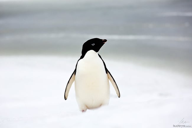 Adelie Penguin (#6)