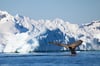 Humpback Whale Tail and Glaciated Mountains