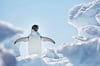 Adelie Penguin on Iceberg