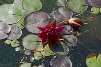 Lotus Ready to Blossom