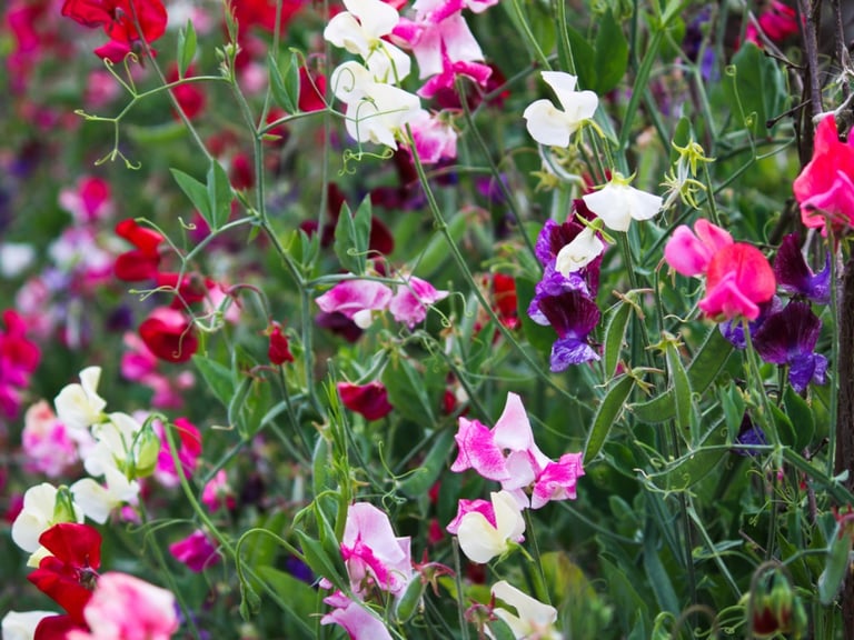 Heirloom sweetpeas