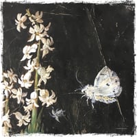Image 3 of Jacinthe blanche et papillons de nuit (tirage)