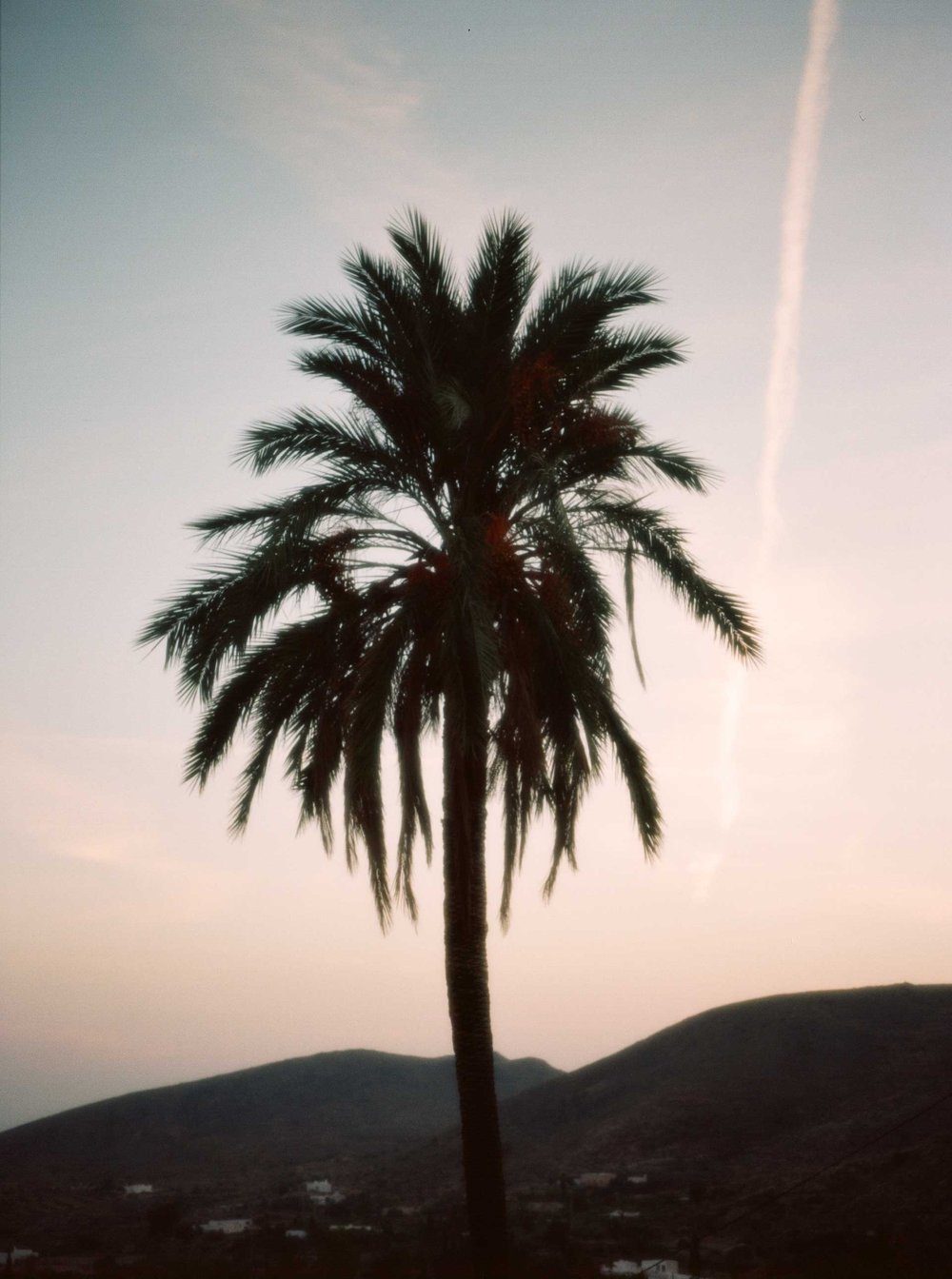 Image of Palms in Andalusia 
