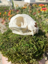 Image 2 of Cat Skull