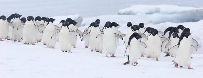 ICE: At the Ends of the Earth