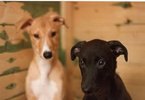 Image of Cadeceus And Black Sal Pink Vinyl LP