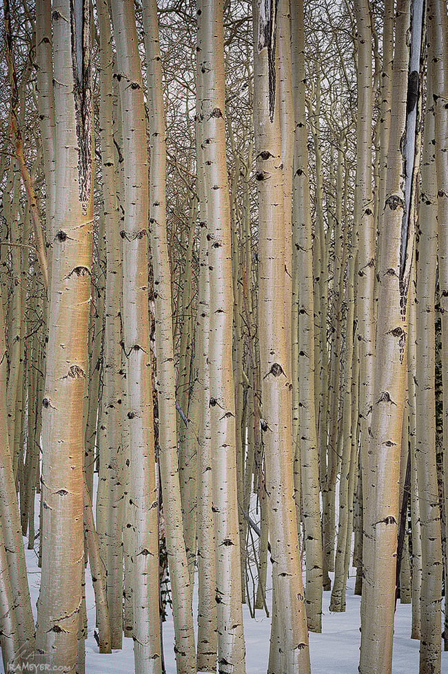Aspen Grove