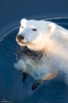 Polar Bear Glance (#2)