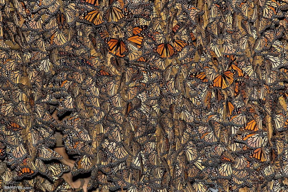 Monarch Tapestry | Ira Meyer Photography