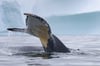 Humpback Whales and Iceberg