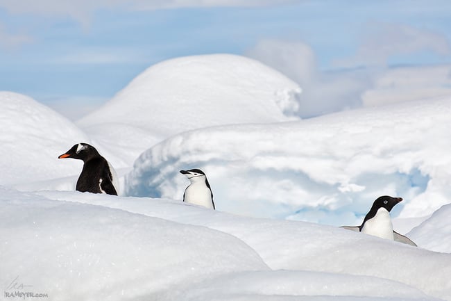Gentoo, Chinstrap and Adelie  Penguins