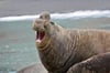 Bellowing Bull Elephant Seal