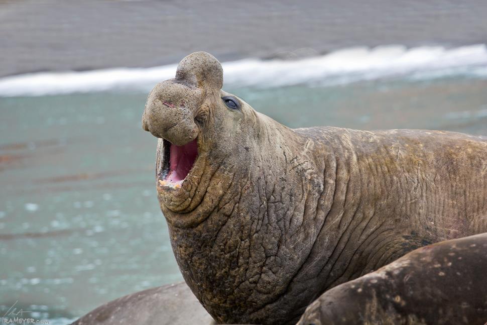 Bellowing Bull Elephant Seal | Ira Meyer Photography