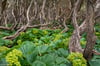 Rata Trees and Macquarie Cabbage