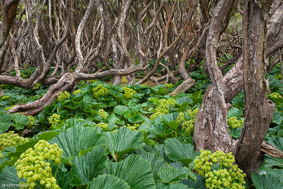 Rata Trees and Macquarie Cabbage Ira Meyer Photography