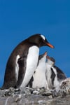 Gentoo Penguin and Chicks