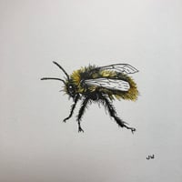 Image 1 of Bee Mini Framed Original Pen&Ink Drawing SOLD