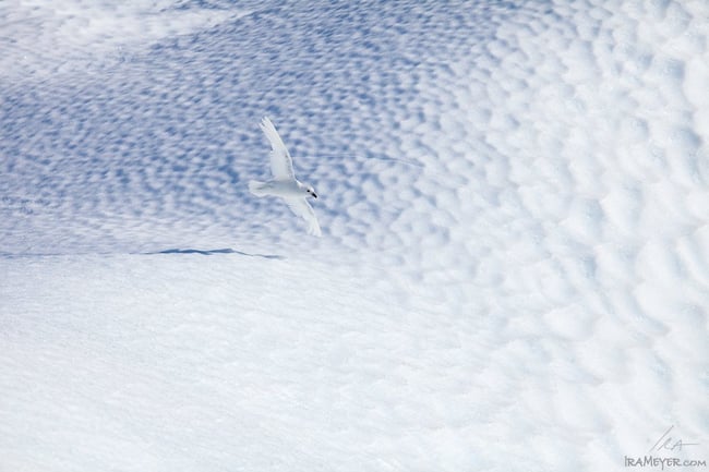 Snow Petrel and Iceberg