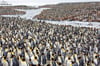 A River of King Penguins