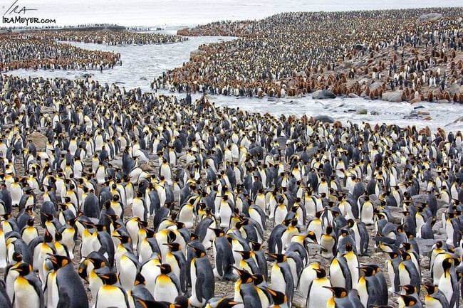 A River of King Penguins