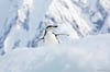 Chinstrap Penguin on Iceberg