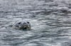 Swimming Weddell Seal