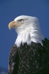 Bald Eagle/ Blue Sky