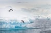 Diving Gentoo Penguins