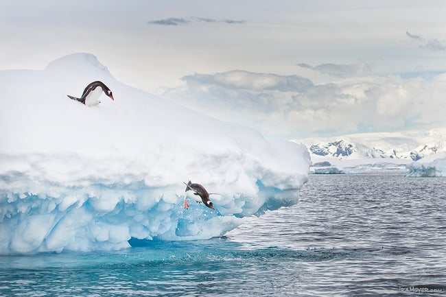 Diving Gentoo Penguins