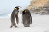 King Penguins on a Beach