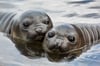 Twin Elephant Seals