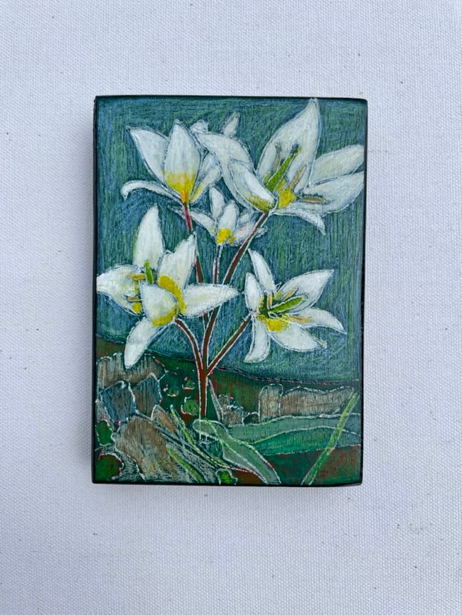 Tulip Turkestanica