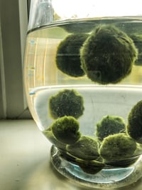 MARIMO MOSS BALLS  (AEGAGROPILA LINNAEI) 4 SIZES, UNITS & PACKS 