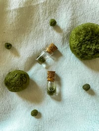 TINY MARIMO BOTTLE (AEGAGROPILA LINNAEI) 