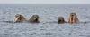 Curious Walruses