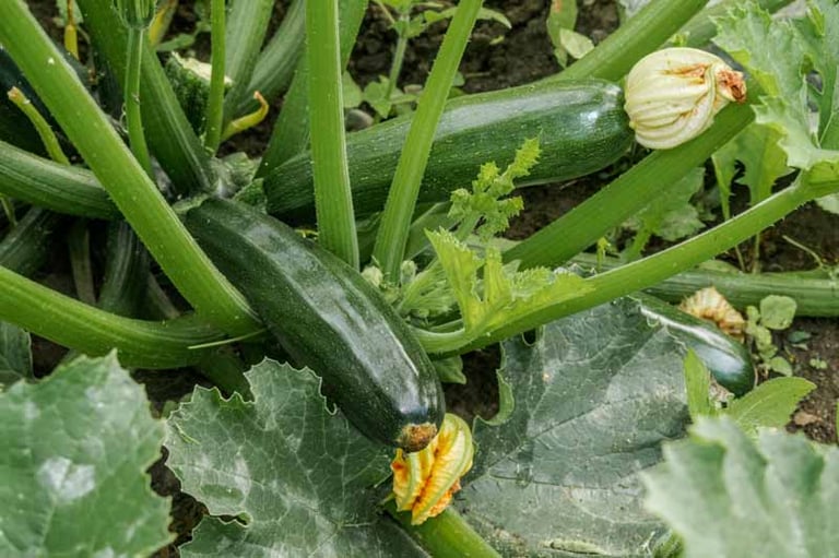 Organic Zucchini