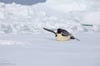 Emperor Penguin on Sea Ice