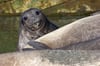 Elepant Seal PUp