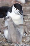Chinstrap Penguin and Chick