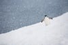 Chinstrap Penguin in Snow