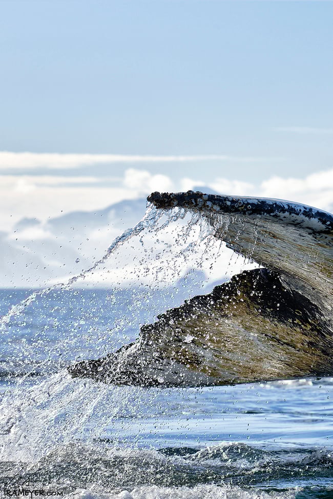 Dripping Humpback Whale Tail