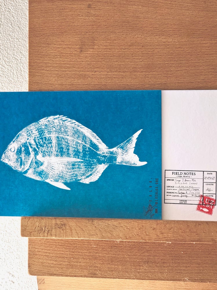 Image of DIPLODUS SARGUS