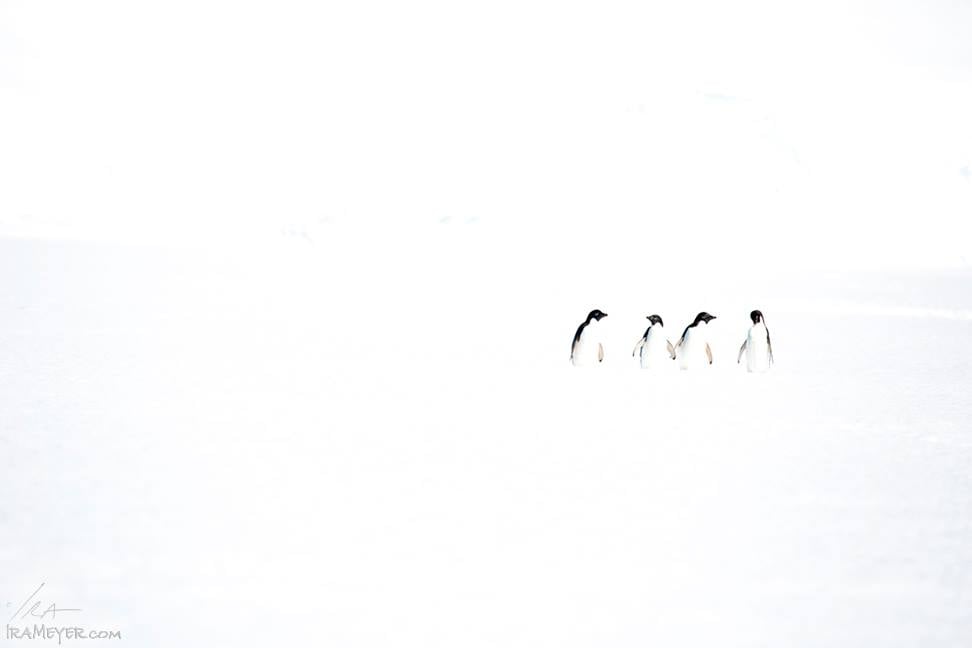 Adelie Penguins on Fast Ice | Ira Meyer Photography