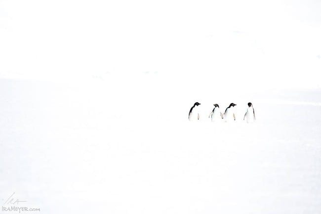 Adelie Penguins on Fast Ice