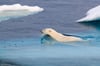 Swimming Polar Bear (#3)