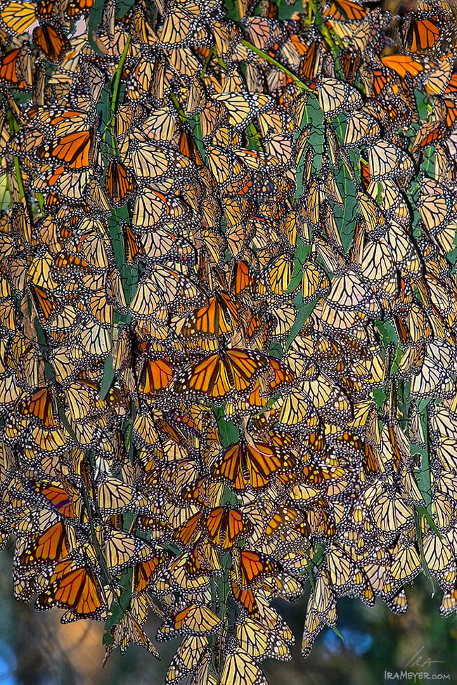 Monarch Cluster (#5)