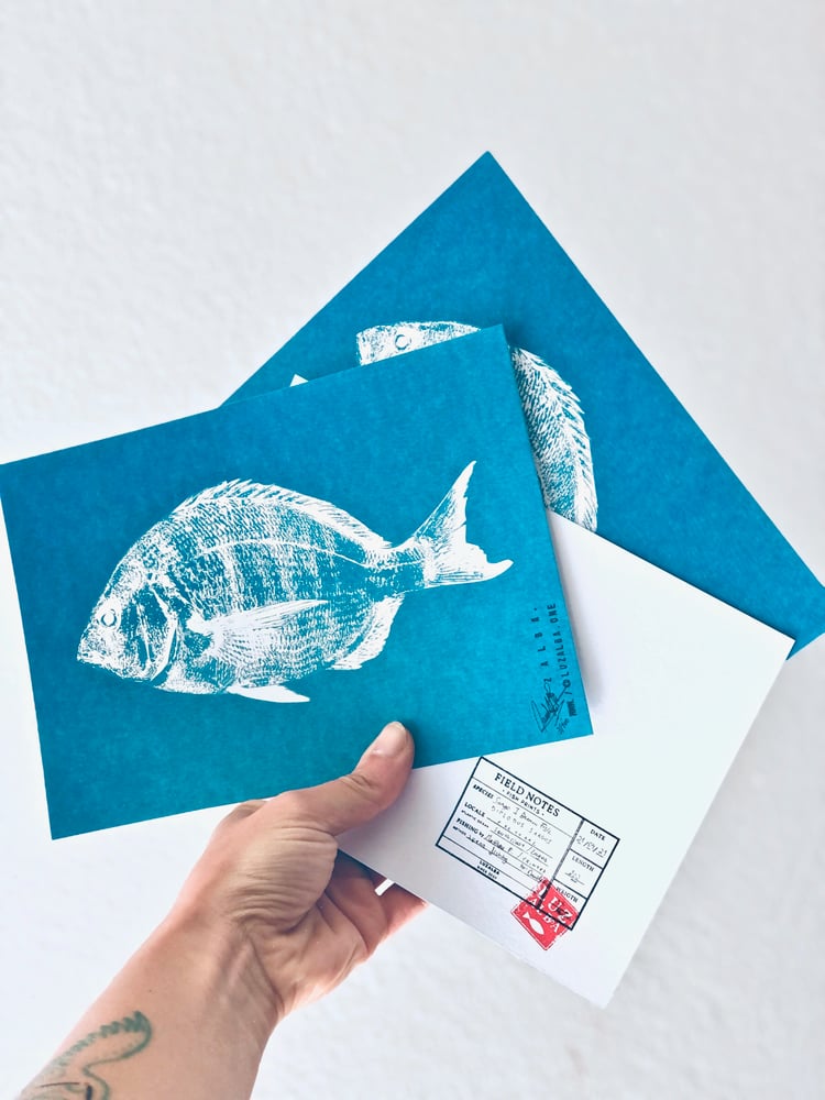 Image of DIPLODUS SARGUS